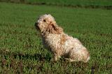 PTIT BASSET GRIFFON V.  027